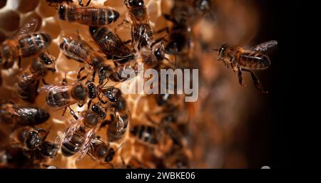 Abeille européenne, apis mellifera, abeilles noires sur un rayon sauvage, couvée, ruche d'abeilles en Normandie Banque D'Images