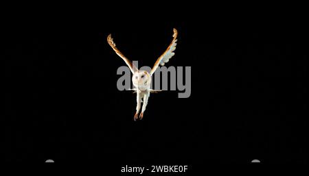 Barn Owl, tyto alba, adulte en vol, Normandie en France Banque D'Images