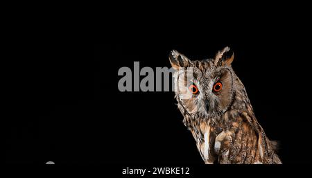 Hibou aux oreilles longues, asio otus, Portrait d'adulte, Normandie en France Banque D'Images