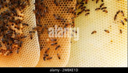 Abeilles européennes, apis mellifera, abeilles noires travaillant sur Brood Frame, Queen Cell, Bee Hive en Normandie Banque D'Images