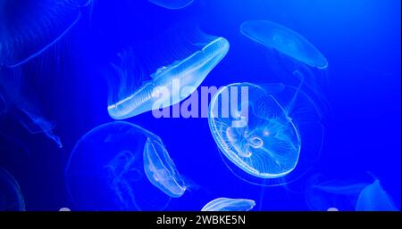 Méduse commune ou méduse lunaire, urelia aurita, natation de groupe Banque D'Images