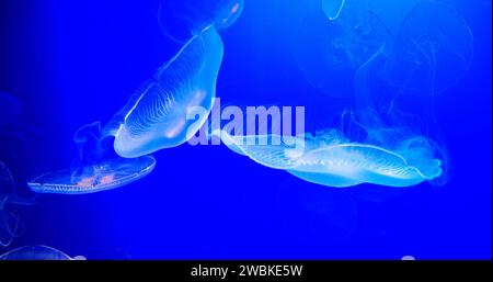 Méduse commune ou méduse lunaire, urelia aurita, natation de groupe Banque D'Images