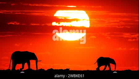 Éléphants d'Afrique, loxodonta africana au coucher du soleil, Masai Mara Park au Kenya Banque D'Images