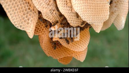 Abeille européenne, apis mellifera, abeilles noires sur un rayon sauvage, Alveolus rempli de miel, ruche d'abeille en Normandie Banque D'Images