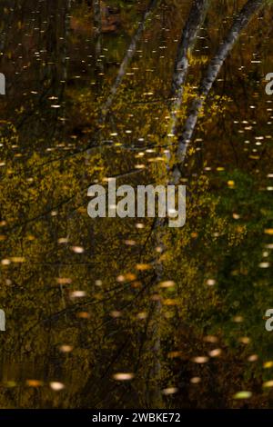 Les arbres aux couleurs d'automne se reflètent dans l'eau sombre d'un lac, les feuilles colorées flottent dans l'eau, Allemagne Banque D'Images