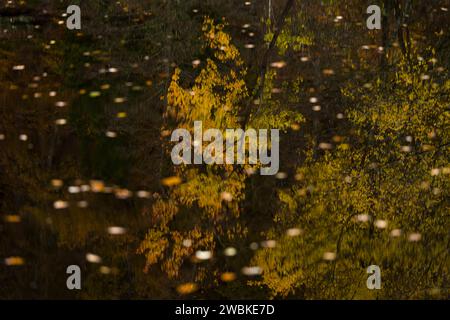 Les arbres aux couleurs d'automne se reflètent dans l'eau sombre d'un lac, les feuilles colorées flottent dans l'eau, Allemagne Banque D'Images