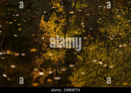 Les arbres aux couleurs d'automne se reflètent dans l'eau sombre d'un lac, les feuilles colorées flottent dans l'eau, Allemagne Banque D'Images