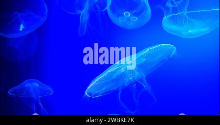 Méduse commune ou méduse lunaire, urelia aurita, natation de groupe Banque D'Images