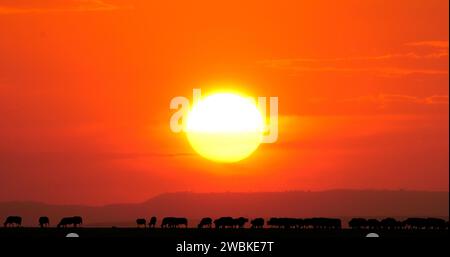 Buffalo africain, syncerus caffer, au coucher du soleil, Masai Mara Park au Kenya Banque D'Images