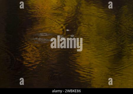 Petites vagues et cercles causés par des gouttes à la surface d'un lac, reflets de lumière dorée à travers les feuilles d'automne, Allemagne Banque D'Images