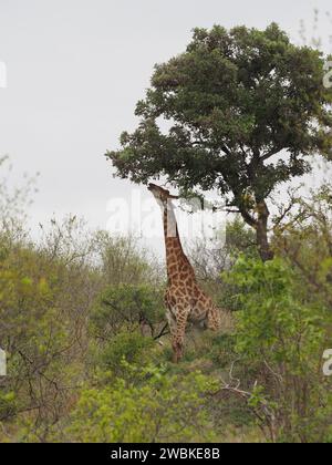 Grande girafe mangeant les feuilles d'un grand arbre dans le parc national Kruger près de Skukuza, Mpumalanga, Afrique du Sud Banque D'Images