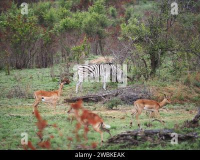 Gazelles zébrées et impala ensemble dans le parc national Kruger près de Skukuza, Mpumalanga, Afrique du Sud Banque D'Images