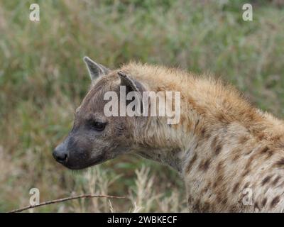 Portrait de Hyaena (crocuta crocuta) repéré adulte dans le parc national Kruger, Mpumalanga, Afrique du Sud. Banque D'Images