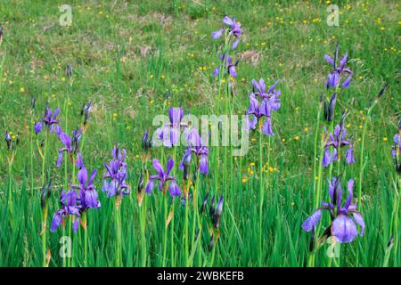 Iris sibirica, iris sibirica, iris poussant au bord d'une prairie humide, Alpenwelt Karwendel, Mittenwald, Allemagne, Bavière, haute-Bavière Banque D'Images