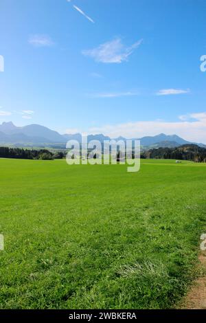 Prairie près de Rieden am Forggensee, Ostallgäu, Allgäu, Bavière, Allemagne, Europe Banque D'Images