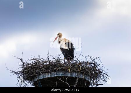 stork retournant à leurs nids au printemps, nid de deux cigognes sur fond de ciel bleu Banque D'Images