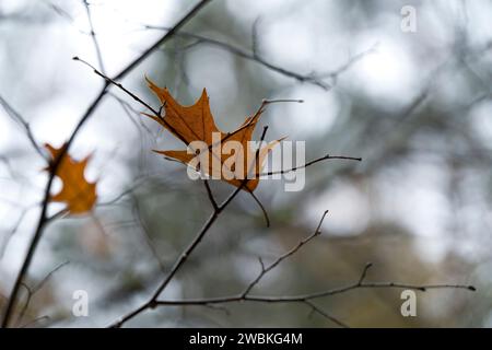 Une feuille tombée d'un chêne rouge s'est coincée dans les branches, Allemagne Banque D'Images