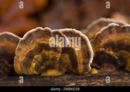 Polypore multicolore (Trametes versicolor), champignons des arbres, Allemagne Banque D'Images