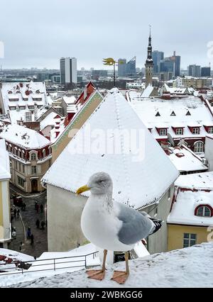 Tallinn, Estonie - vue sur la ville, mouette en face de la vieille ville en hiver avec de la neige. Banque D'Images