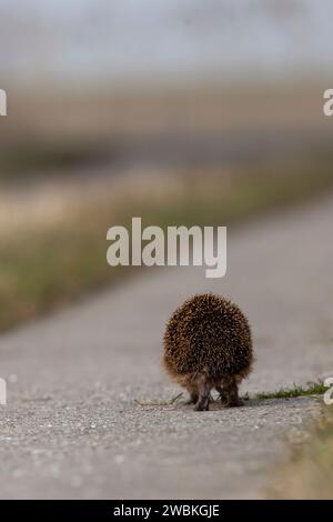 Hérisson, erinaceus europaeus, animal épineux, animal de l'année 2024 Banque D'Images