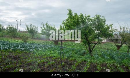 Vue du système d'irrigation sprinkleur en fonctionnement, irriguant un champ de plantes vertes Banque D'Images