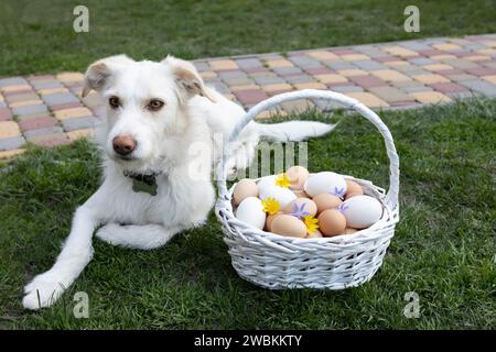beaucoup d'œufs de poule fraîchement ramassés dans un panier en osier sur l'herbe, un chien blanc est couché à proximité. Préparation pour Pâques. Plaisir de Pâques Banque D'Images