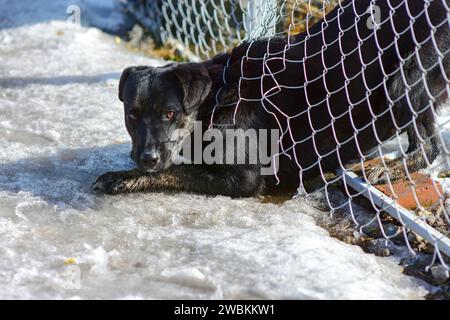 Le chien noir a perforé un trou dans la clôture, va pour une promenade dans la rue Banque D'Images