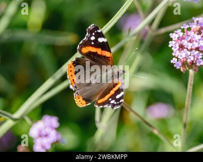 Red Admiral butterfly on Verbena bonariensis Stock Photo