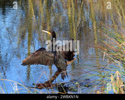 Der Fischjaeger Kormoran sitzt auf einem AST im Gewaesser und laesst sich sein Gefieder von der sonne trocknen Kormoran nimmt Sonnenbad *** le cormoran chasseur de poissons est assis sur une branche dans l'eau et laisse sécher ses plumes au soleil Cormorant bronzer Banque D'Images