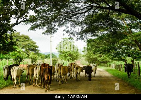 Vaches sur la route avec cow-boy à cheval au Costa Rica. L'élevage bovin en Amérique latine. Agriculture Blue zone, retour aux bases. Agriculture traditionnelle Banque D'Images