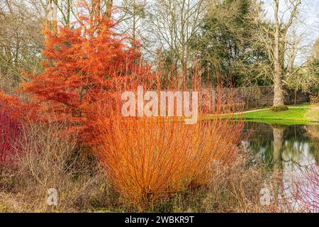 Couleur hivernale au bord du lac à Dyrham Park, South Gloucestershire, Angleterre Royaume-Uni Banque D'Images