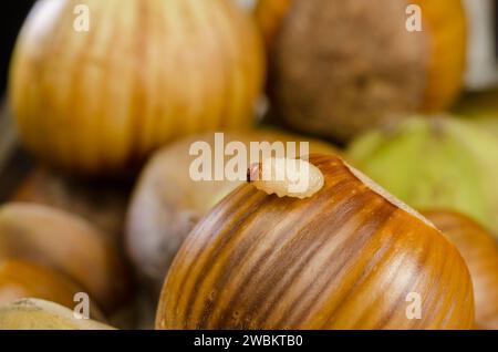 Ausgewachsene Larve des Haselnussbohrers Curculio nucum verlässt Nuss, Larve des Haselnussbohrers schlüpft aus Haselnuss, Curculio nucum larva Banque D'Images