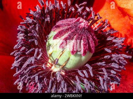 Fleur du pavot à opium Papaver somniferum suintant le latex de la capsule Banque D'Images