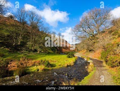 Quinny Brook passe par cendres creux, près de Little Stretton, Shropshire. Banque D'Images