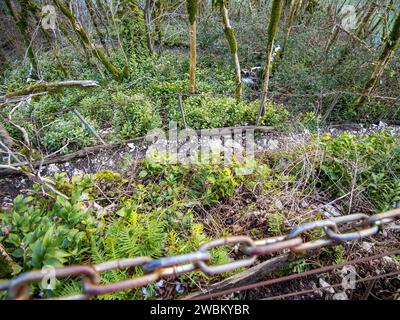 Sotchi. Russie - 2023 février 16 : chemin avec une clôture sur la pente dans le bosquet de yew-buis de la réserve caucasienne. Banque D'Images