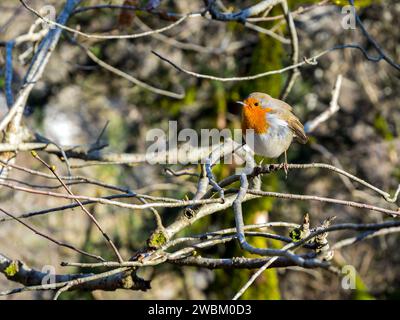 Nuthatch à tête noire et bouts rouges (sitta krueperi) sur une branche dans une forêt printanière Banque D'Images