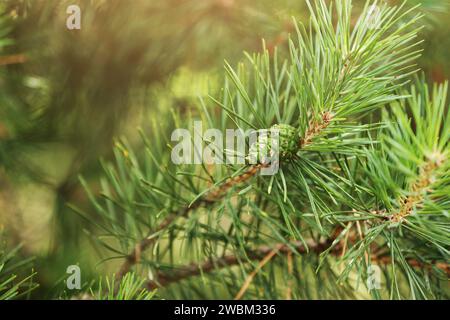 Conifères au printemps. Gros plan des cônes et des jeunes pousses sur les branches de pin. Jeunes bourgeons avec des cônes sur épicéa. Aiguilles longues vertes sur une branche W Banque D'Images