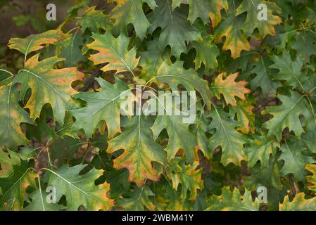 Quercus rubra feuillage coloré en automne Banque D'Images