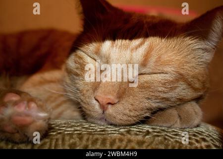 Chat gingembre dort. Bébé chat dormant dans le lit, gros plan Banque D'Images