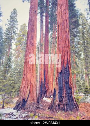 Séquoias géants à la Giant Forest dans le parc national de Sequoia, en Californie, en hiver. Banque D'Images