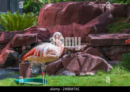 Vue rapprochée du flamant rose debout près de l'étang avec en toile de fond des falaises. Las Vegas. Banque D'Images