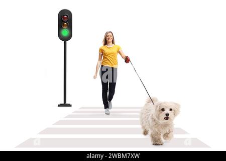 Jeune femme marchant sur le passage piéton zèbre avec un caniche maltais isolé sur fond blanc Banque D'Images