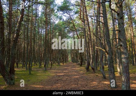 La forêt dansante de l'épi de Courlande, avec ses pins tordus créant un chemin mystique, baigné dans la douce lumière d'une journée sereine Banque D'Images