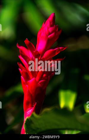 Fleur de gingembre rouge se détachant dans le jardin tropical Maui. Banque D'Images