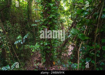 Sous-bois verdoyant et arbres imposants dans la paisible forêt tropicale de Maui. Banque D'Images