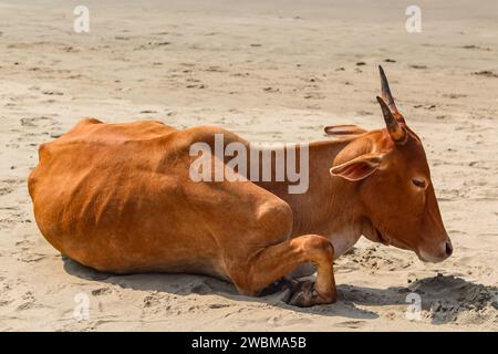 Vache sur la belle plage tropicale. Vache indienne à la plage de sable. Vache brune dormant sur le sable à Goa Inde. Mise au point sélective, photos de voyage, gros plan Banque D'Images