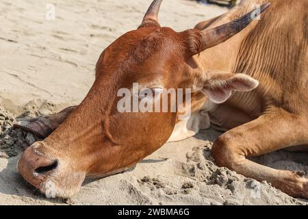 Vache sur la belle plage tropicale. Vache indienne à la plage de sable. Vache brune dormant sur le sable à Goa Inde. Mise au point sélective, photos de voyage, gros plan Banque D'Images