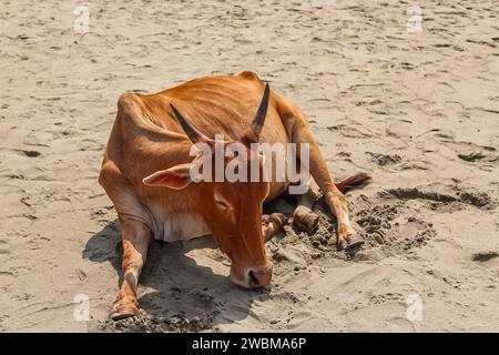 Vache sur la belle plage tropicale. Vache indienne à la plage de sable. Vache brune dormant sur le sable à Goa Inde. Mise au point sélective, photos de voyage, gros plan Banque D'Images