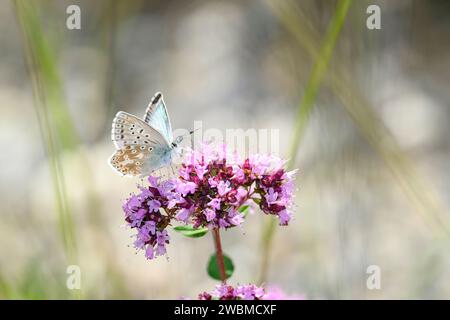 Souffleur vert argenté - Lysandra Coridon suce avec son Nectar tronc d'une fleur d'origan - Origanum vulgare Banque D'Images