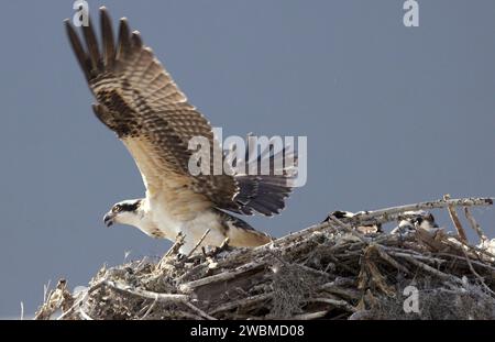 Une femelle balbuzard niche sur une plate-forme au site de presse du Kennedy Space Center, nourrissant et protégeant ses petits. Le balbuzard, ou faucon de poisson, chasse le poisson en utilisant des projections épineuses sur ses pieds. La réserve naturelle nationale de Merritt Island, chevauchant le centre, abrite 330 espèces d'oiseaux, 117 espèces de poissons, 65 amphibiens et reptiles, 31 mammifères et 1 045 espèces végétales. Banque D'Images